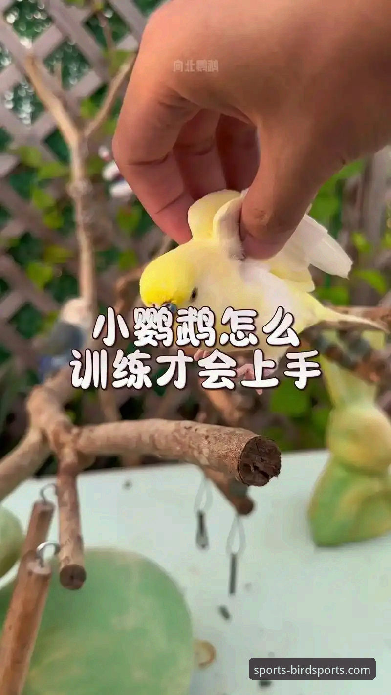 新手如何快速掌握小鸟综合体育赛事分析？这5个技巧帮你入门