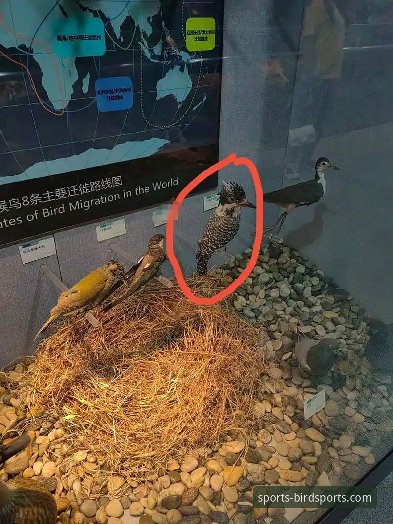 如何顺利找到并体验小鸟综合体育官网的完整功能？