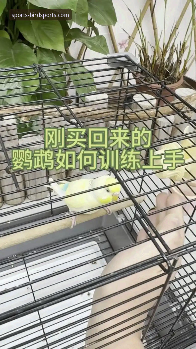 新手如何快速掌握小鸟综合体育赛事分析？这5个技巧帮你入门